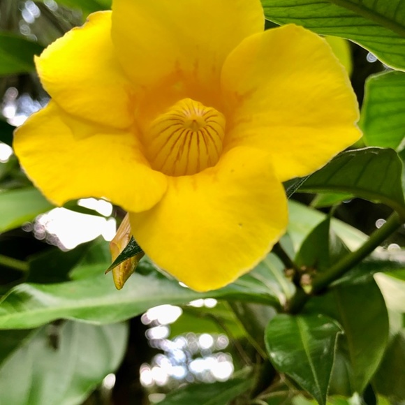 Tracee - Picture 4 of 12